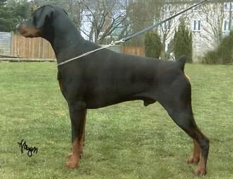 Jowendy's Robin The Hood | Black Doberman Pinscher