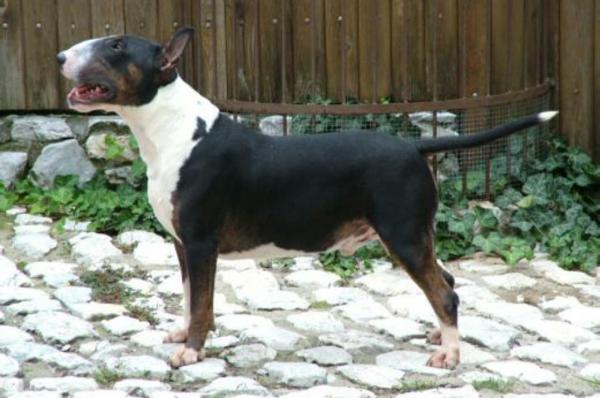 cosmopolitan devil's charm | Bull Terrier 