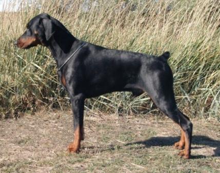 Amazon Under Fire at Liason | Black Doberman Pinscher