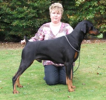 Amazon Cruize Control for Martonburg | Black Doberman Pinscher