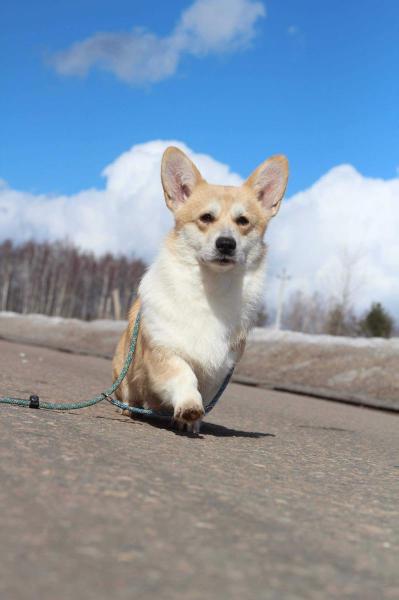 Dzhemini Ivening Star For Sakura No Sono (n/b) | Pembroke Welsh Corgi 