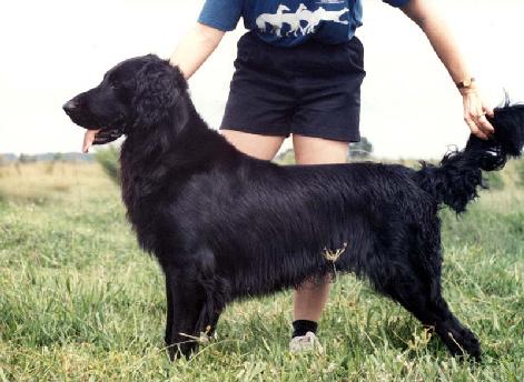 Woodsong's Catch The Wave | Flat-Coated Retriever 