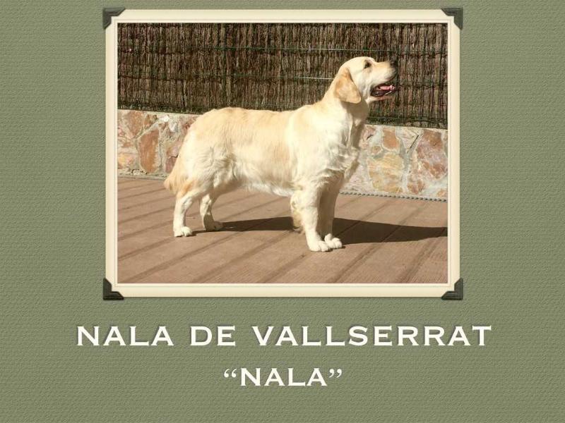 Nala de Vallserrat | Golden Retriever 