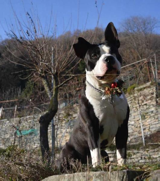 Forest Dragon GM American Blood | American Staffordshire Terrier 