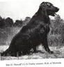 Rab of Morinda | Flat-Coated Retriever 