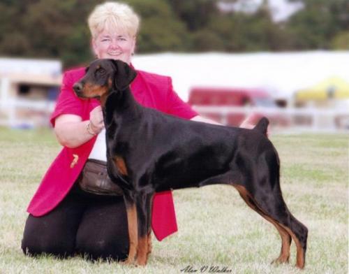 Amazon She Will Be Loved | Black Doberman Pinscher