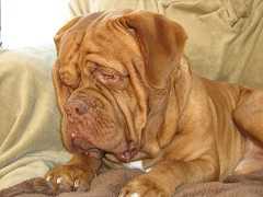 Paragon's Bogart Loved Bacall | Dogue de Bordeaux 