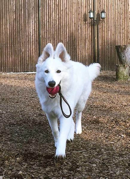 Primo Star of Annies | White Swiss Shepherd Dog 