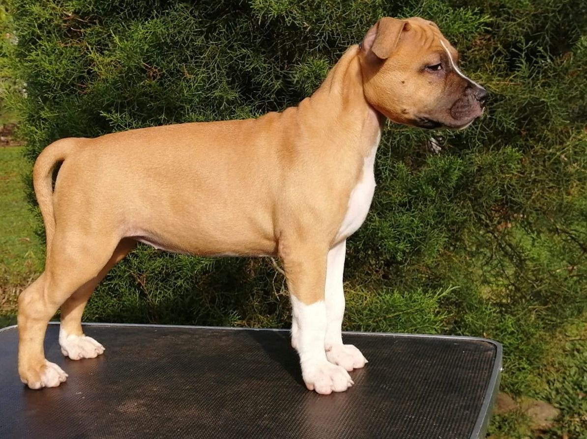 Narok in Masai Land | American Staffordshire Terrier 