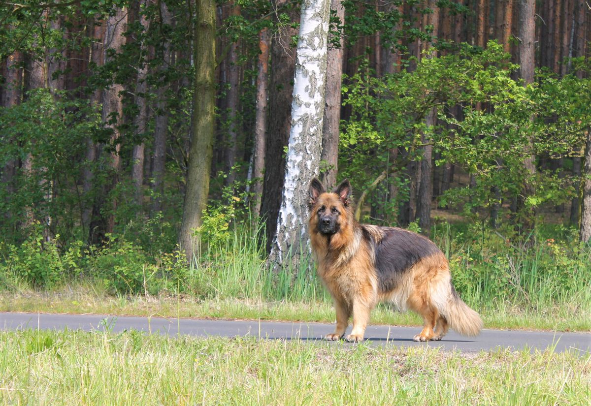 DAGA z Bukowejdoliny | German Shepherd Dog 