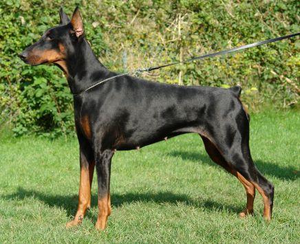 Destiny v.'t Hof Ter Helle | Black Doberman Pinscher
