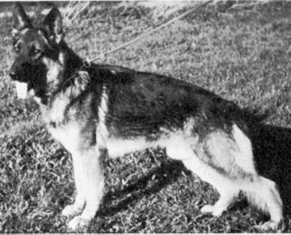 Frei vom hungrigen Wolf | German Shepherd Dog 