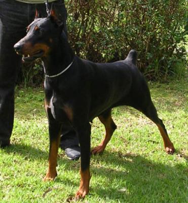 Carlotta Alida de Rovira | Black Doberman Pinscher