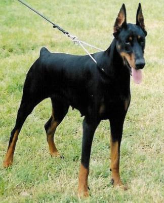 Alida Bonnard de Rovira | Black Doberman Pinscher