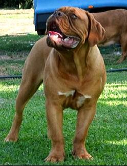 Deauxrogue Ridin Shotgun | Dogue de Bordeaux 