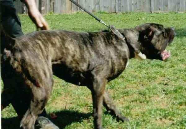 Quijarudo Matarife | Perro de Presa Canario 