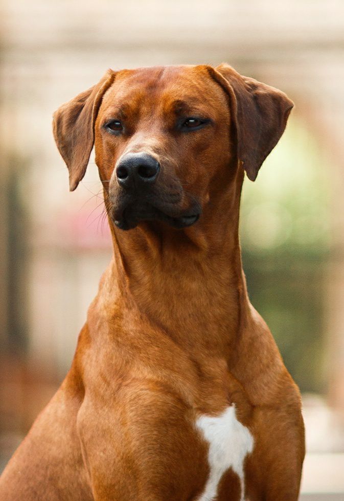 Dreamer's Way Calling The Dragons | Rhodesian Ridgeback 