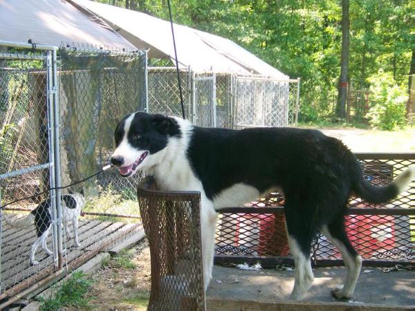 Snow Hill Jack | Border Collie 