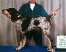 Double Springs Echo II | Bluetick Coonhound 