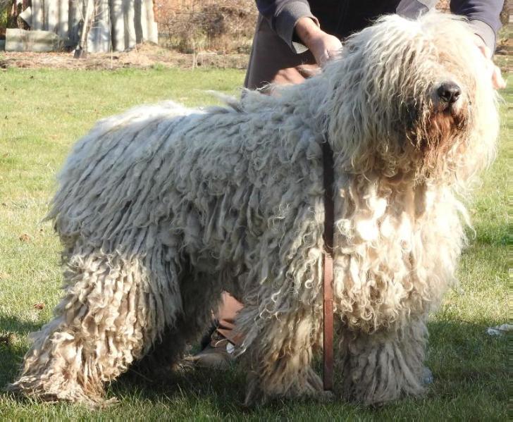 Matyóföldi Kócos Ancsa | Komondor 