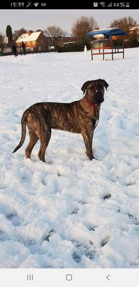 Kairo Of The Elites | Perro de Presa Canario 