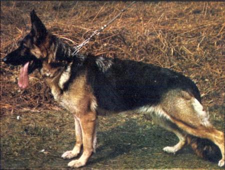 Perle von der Freiheit Westerholt | German Shepherd Dog 