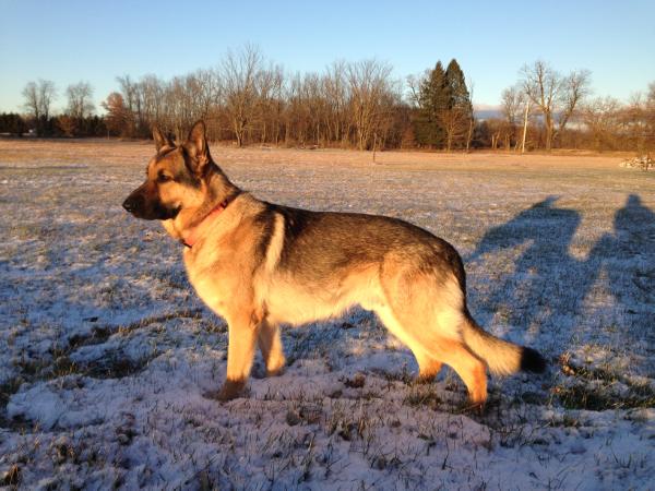 Mystic Ajax Vom Rowe Haus | German Shepherd Dog 