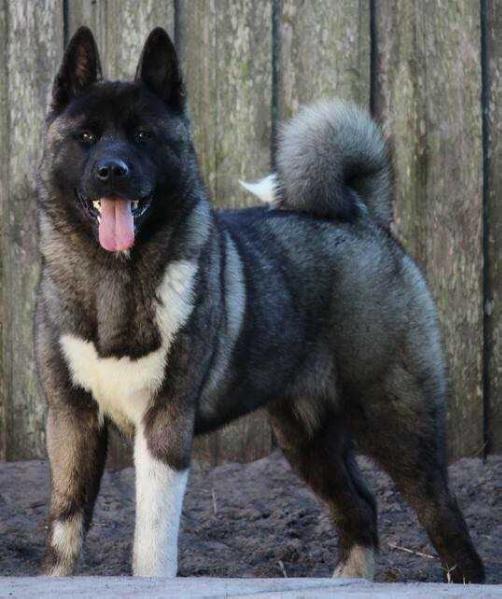 Henessie GabriTho Pibaro | Akita 