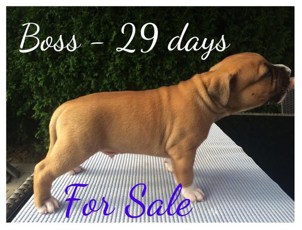 Boss Gangster Staff Bohemia | American Staffordshire Terrier 