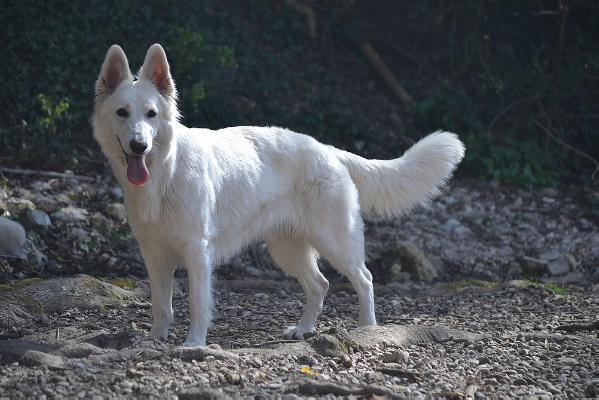 First Idylle du Bois des Ternes | White Swiss Shepherd Dog 