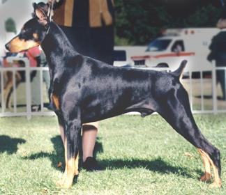 Adlerheim's Beaujest v. Skylocke | Black Doberman Pinscher