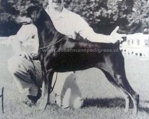 Penny Black Of Olderhill At Lynfryds | Black Doberman Pinscher