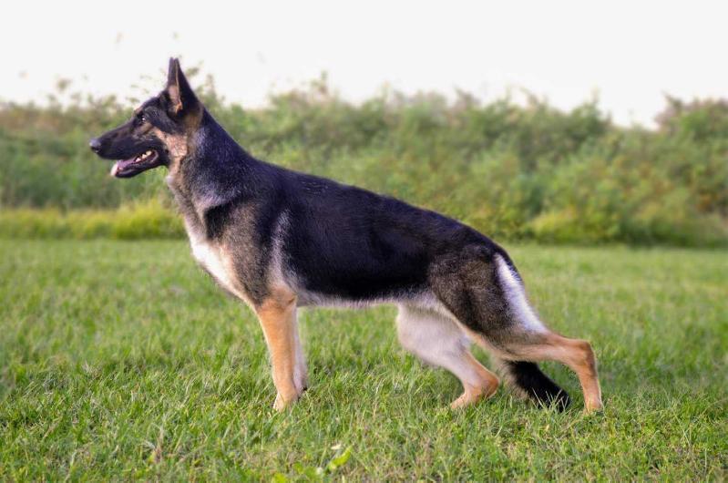 Marcato's Skateaway | German Shepherd Dog 