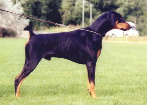 Michcar Jumpin Jack Flash | Black Doberman Pinscher