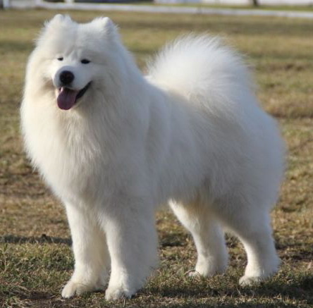 Radost Zhizni Zharkiy Potseluy Dlya Mon Rua | Samoyed 