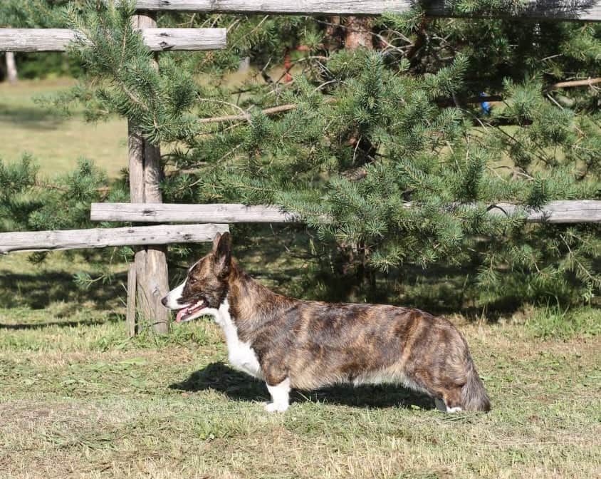 Vans Hors Zemfira | Cardigan Welsh Corgi 