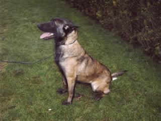 Peta NHSB 2574608 | Belgian Malinois 