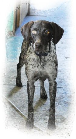 Hall's Shining Diamonds | German Shorthaired Pointer 