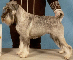 Madeline av Serjas | Standard Schnauzer 