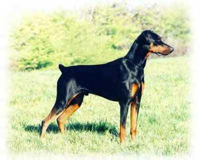 Saminka's Assassin at Danoka | Black Doberman Pinscher