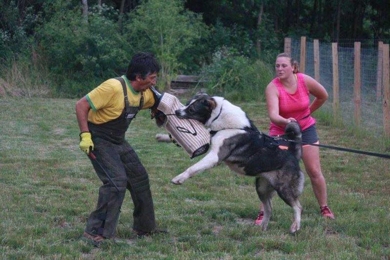 Great-Grand Sila I Volya | Caucasian Mountain Dog 