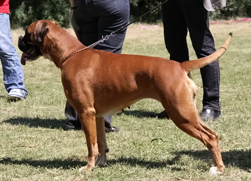 Etna de la Ragua | Boxer 