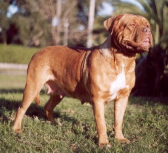 Rochelle de la seigneurie des chartrons | Dogue de Bordeaux 