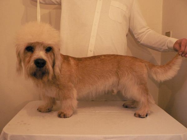 Lar Gandalf z Roxburku Sun | Dandie Dinmont Terrier 