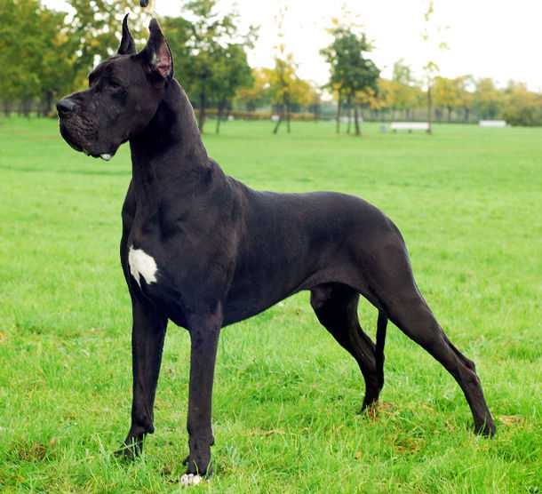 Jeoffrey de Peyrac | Great Dane 