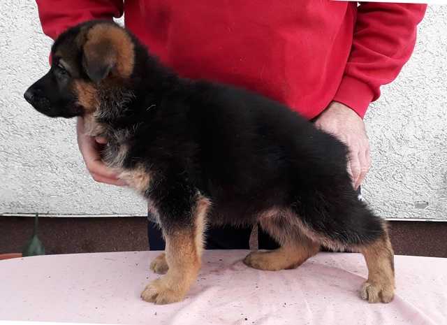 Hanno vom Spitalfeld | German Shepherd Dog 