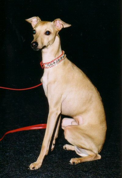 Adelchi Sirio | Italian Greyhound 