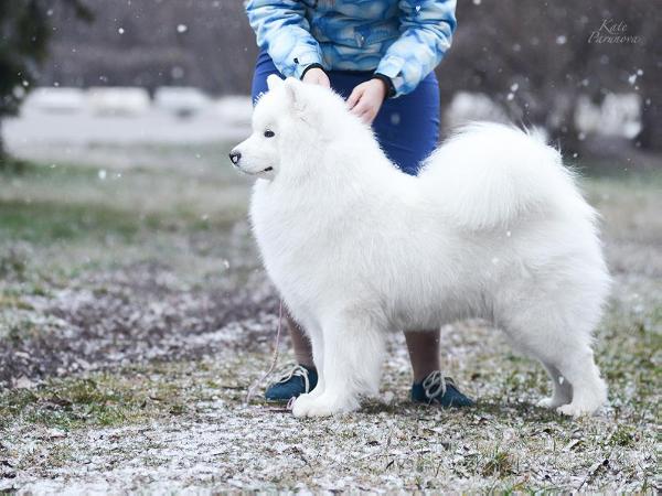 Padishah Of My Heart Iz Moskovskoy Metely | Samoyed 