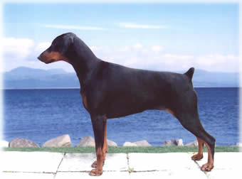 Bosskat Athena | Black Doberman Pinscher