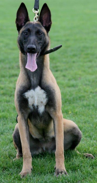 Carin Sony Black | Belgian Malinois 